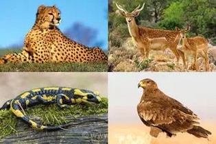 تدوین نقشه ژنتیکی گونه‌های جانوری در معرض خطر انقراض در ایران