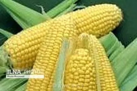 خیز قزوین برای برداشت ۱.۲ میلیون تن ذرت؛ گامی بلند در مسیر تأمین امنیت غذایی و خوراک دام کشور