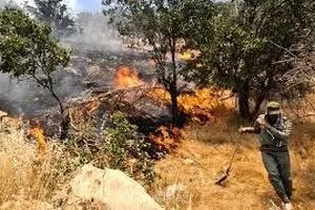 آتش بی تدبیری در جنگل‌های کوهمره سرخی شیراز/ آتش‌سوزی ها نتیجه سوءمدیریت و ترک فعل است