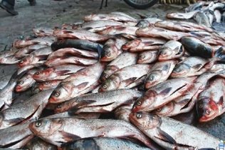 توقیف شناور قاچاق ماهی در بوموسی و دستگیری ۷ نفر