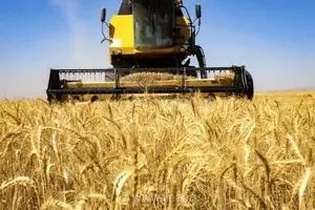 برداشت گندم در ایلام از 340 هزار تن فراتر رفت/ افزایش 20 درصدی خرید تضمینی