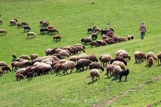 اخراج دام‌های غیرمجاز از مراتع گنبدک تاکستان توسط یگان حفاظت منابع طبیعی