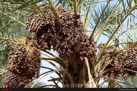 پیش‌بینی تولید ۲۳۰ هزار تن خرما در استان بوشهر؛ رشد ۲۰ هزار تنی محصول نسبت به سال گذشته