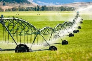 گلستان در برابر خشکسالی؛ احیای پنبه و توسعه کشت‌های مقاوم برای تاب‌آوری اقتصادی