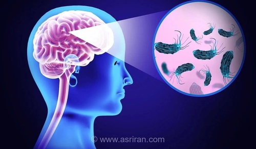 نگاهی به ظاهر عجیب و خطرات آمیب مغزخوار؛ قاتلی که از راه بینی وارد مغز می‌شود