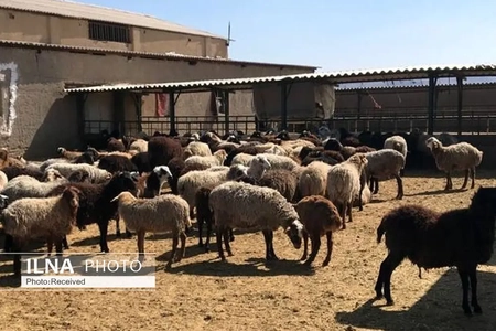 جابه‌جایی ۱۴ هزار رأس دام در شیراز طی نیمه نخست سال