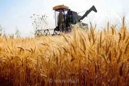 خرید بیش از 635 هزار تن گندم مازاد کشاورزان کردستانی به صورت تضمینی