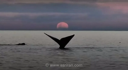 نمای خیره‌کننده ماه خونین و نهنگ در پورتو مادرین آرژانتین