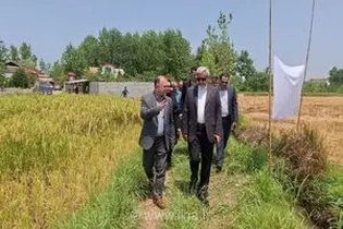 آغاز فصل برداشت مکانیزه برنج در رشت با پیش‌بینی تولید ۲۵۰ هزار تن شلتوک در سال جاری