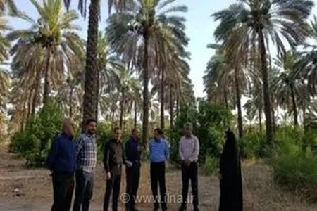 توسعه تحقیقات کشاورزی در جهرم با تمرکز بر تولید دانش فنی