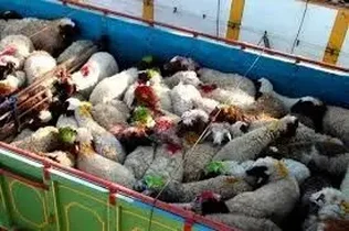 جریمه 56 میلیارد ریالی متخلف در تاکستان به دلیل حمل گوسفند خارج از ضوابط