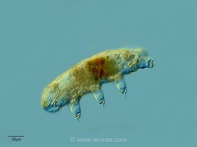 جان سخت ترین جانور شناخته شده روی زمین