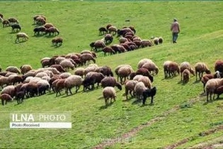 جلوگیری از ورود هزاران رأس دام غیرمجاز به مراتع ولایترود کرج و تشکیل ۷ پرونده تخلف قضایی