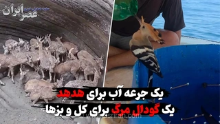 تشنگی هدهد و گودال‌های مرگ برای کل و بز؛ روایت از بحران کم‌آبی