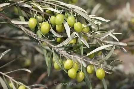 آغاز برداشت زیتون در فارس؛ ۱۵ هزار تن محصول پیش‌بینی می‌شود