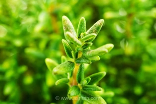 آویشن، گیاهی با خواص دارویی ارزشمند و ترکیبات منحصربه‌فرد