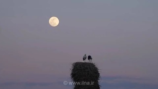 مستند «خانه‌ای برای لک‌لک‌ها» آماده نمایش شد؛ روایتی از همزیستی انسان و پرنده
