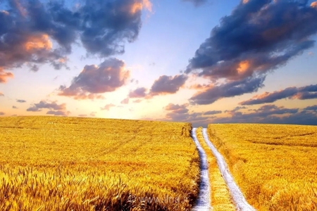 واریز ۵.۵ همت از مطالبات گندمکاران گلستانی