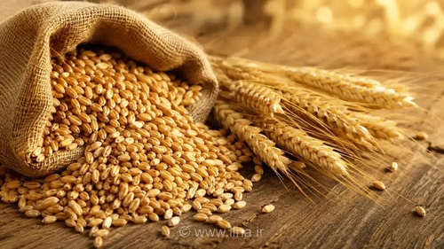 ادامه ثبت سفارش گندم تا پایان سال برای صنف و صنعت