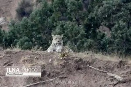 ثبت تصاویر خیره‌کننده از پلنگ ایرانی در منطقه شکار ممنوع لار؛ نشانه‌ای از احیای حیات‌وحش در تهران