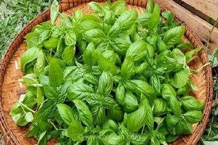 کشف راهکار گیاهی جدید برای کاهش علائم سندرم قبل از قاعدگی با استفاده از عصاره برگ ریحان