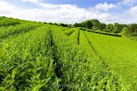 ۷۵ درصد مطالبات چایکاران پرداخت شد