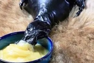 اجازه نمی‌دهیم به اعتبار برند روغن کرمانشاهی خدشه‌ای وارد شود/این محصول ظرفیت جهانی شدن را دارد