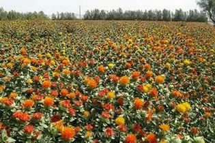 زنجان در رتبه دوم تولید گلرنگ؛ پیش‌بینی برداشت ۸۰۰ تن محصول