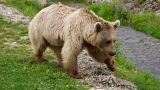 تلف شدن خرس قهوه‌ای در طالقان بر اثر شلیک گلوله