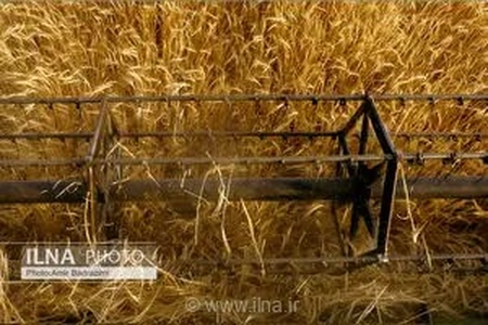 خبر خوش برای کشاورزان؛ ۵۰ هزار میلیارد تومان از مطالبات گندمکاران تا چند روز آینده پرداخت می‌شود