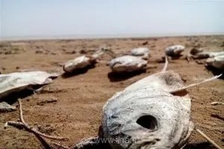 خطر تلفات ماهیان تالاب هامون با اقدامات پیشگیرانه شیلات منطقه سیستان مهار شد