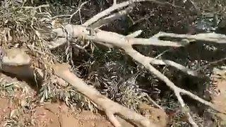 بررسی خسارت به درختان زیتون فلسطینی‌ها پس از تخریب توسط نیروهای اسرائیلی