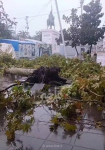 سقوط درخت کهنسال شهرداری رشت بر اثر باران شدید