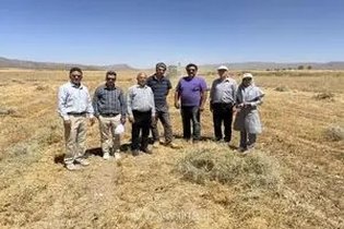 ثبت رکورد جدید در کشاورزی فارس با برداشت نخستین محموله بذر خلر در اراضی دیم استان