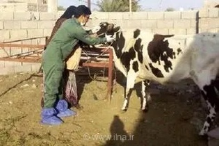 آغاز طرح ضربتی واکسیناسیون رایگان تب برفکی در اردبیل برای حفظ سرمایه‌های دامی و امنیت غذایی