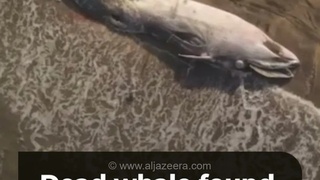 جسد یک نهنگ ۱۲ متری در ساحل مکزیک پیدا شد