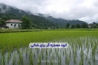 راز افزایش چشمگیر محصول شالیزار: راهنمای جامع استفاده از کود معجزه گر برای رشد بهینه برنج
