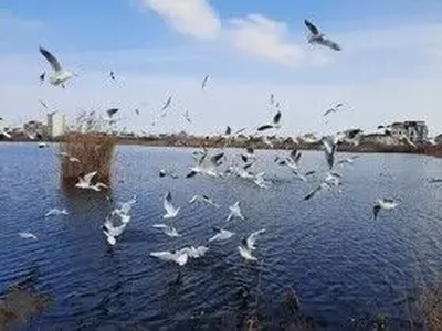 تشدید پایش زیستگاه‌ها در کرمانشاه با آغاز مهاجرت پرندگان شکاری