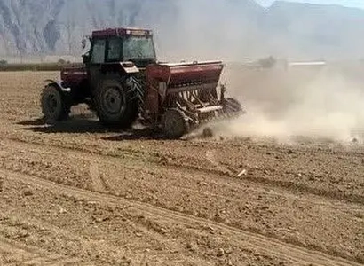 آغاز کشت کلزا در فیروزآباد