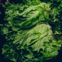 افزایش چشمگیر تقاضا برای کاهوهای محلی در پی شیوع بیماری انگلی سیکلوسپورا در فروشگاه‌های زنجیره‌ای بزرگ