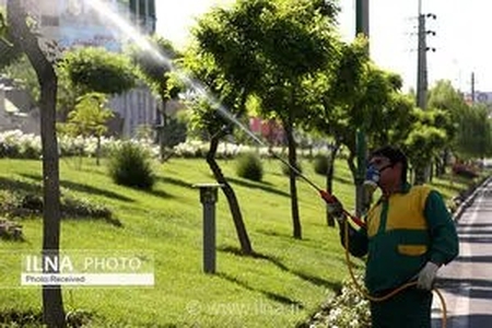 عملیات احیای درختان آسیب‌دیده در بوستان‌های شهر با استفاده از قارچ‌کش‌های گیاهی اجرا شد