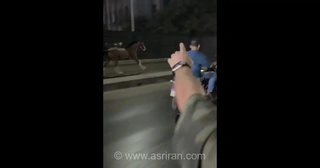 تصادف اسب فراری با خودرو در مصر