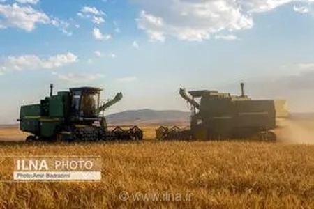واریز بیش از ۹۰۰ میلیارد تومان به حساب گندمکاران قزوینی؛ رشد خرید تضمینی گندم در استان