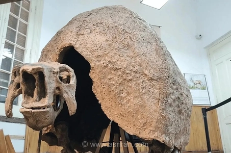 تصاویر واقعی از گلیپتودونت‌ها؛ غول‌های زره‌پوشی که روزگاری در آمریکا زندگی می‌کردند