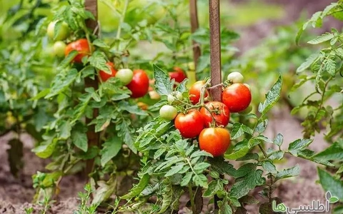 تولید سبزی و صیفی متناسب با منابع آب