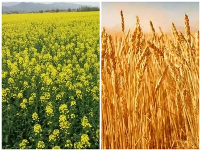 آغاز کشت پاییزه در مازندران با سطح زیر کشت 110 هزار هکتار