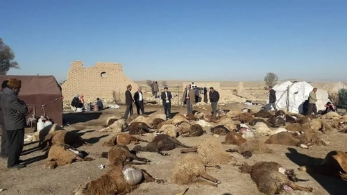 حمله گرگ‌ها به آغل گوسفندان در تجره خوانسار؛ ۲۵ رأس گوسفند تلف شدند