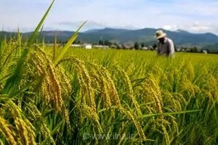 ۲۳ هزار هکتار از شالیزارهای ساری وارد مرحله خوشه‌دهی شد