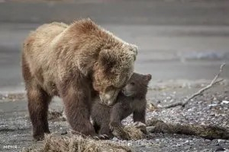 ثبت تصاویر دیدنی از یک قلاده خرس قهوه‌ای به همراه دو توله‌اش در ارتفاعات سفیدکوه خرم‌آباد