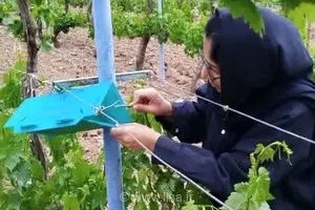 استقرار شبکه‌های پیش‌آگاهی آفات در قزوین